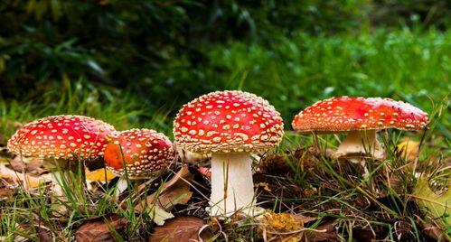 蘑菇视频吃瓜爆料网最新版,揭秘娱乐圈惊天大瓜！