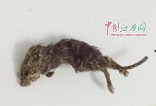 老鼠吃瓜最新事件爆料,揭秘瓜农与鼠患的奇妙对决 第2张 老鼠吃瓜最新事件爆料,揭秘瓜农与鼠患的奇妙对决 第2张